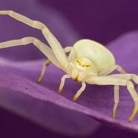 Crab Spider - Misumena vatia 1 